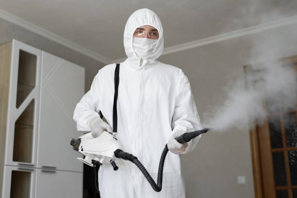 Best Attic Mold Removal  in Boiling Springs, NC